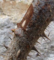 Rose pruning