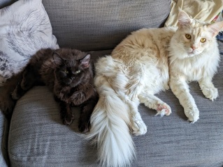 Post your cute kitties 😸
