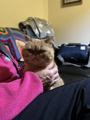 Show me your Persians!
