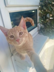 Post your cute kitties 😸