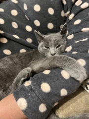 The Very Eventful Lives of the Excellent Cats