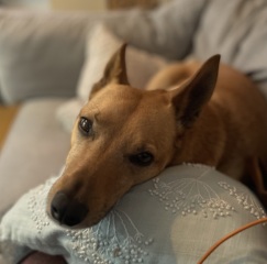 Does anyone else have a mongrel?