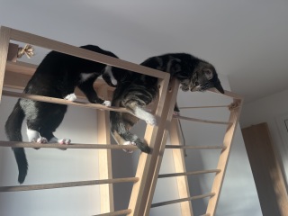 Kittens and stairs