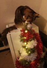 Is it just me or are people putting up the Christmas tree earlier and earlier?