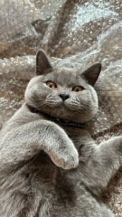 Post your cute kitties 😸