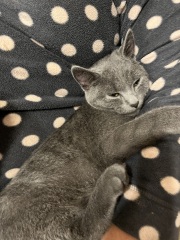 The Very Eventful Lives of the Excellent Cats