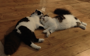 New kittens, pictures!
