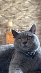 Post your cute kitties 😸