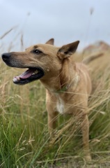 Does anyone else have a mongrel?