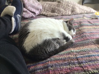 The Very Eventful Lives of the Excellent Cats