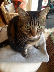 Please can I see pics of your cats?