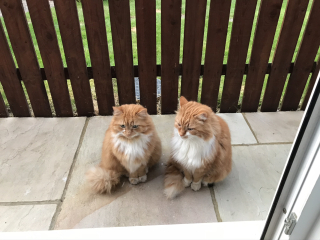 Post your cute kitties 😸