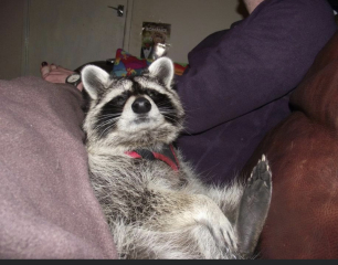 What is your ultimate dream pet?