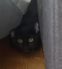 Helping very nervous rescue cat settle in
