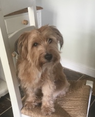 To ask you to come and celebrate your dog with me