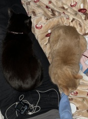 The Very Eventful Lives of the Excellent Cats