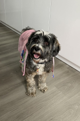 Tibetan terrier research