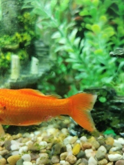 Help with goldfish disease (photos)