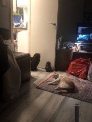The Very Eventful Lives of the Excellent Cats