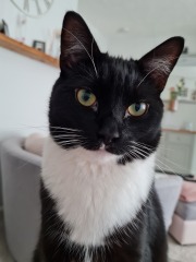 Post your cute kitties 😸