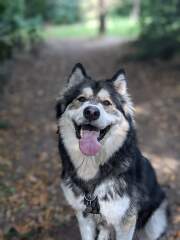 To ask you to come and celebrate your dog with me