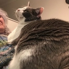How did you meet your feline overlords?