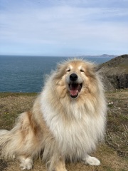 To ask you to come and celebrate your dog with me