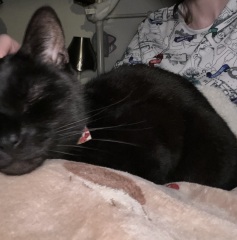 The Very Eventful Lives of the Excellent Cats