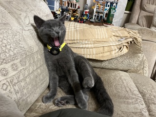 The Very Eventful Lives of the Excellent Cats