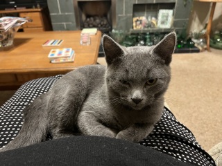 Post your cute kitties 😸
