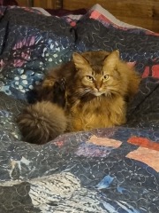 Please can I see pics of your cats?