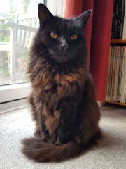Post your cute kitties 😸