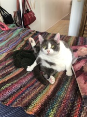 Please can I see pics of your cats?