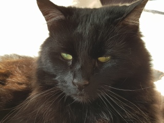 Post your cute kitties 😸