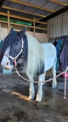 Muddy pony competition...