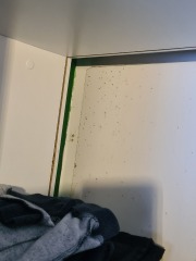 Mould should housing pay for beds