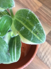 What is the white fluff on this tradescantia?