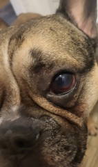 Help! What's wrong with my dogs eye??