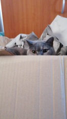 Please can I see pics of your cats?