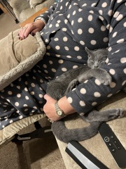 The Very Eventful Lives of the Excellent Cats