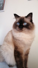 Please can I see pics of your cats?