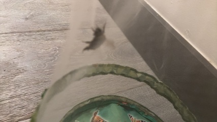 I've found a bee
