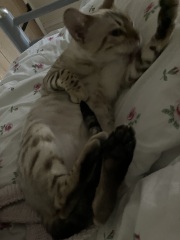 The Very Eventful Lives of the Excellent Cats