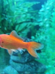 Help with goldfish disease (photos)