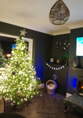 The ultimate SHOW US YOUR TREE megathread!