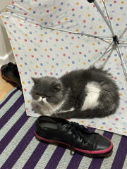 Enrichment for a cat who won't play.
