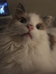 Please can I see pics of your cats?