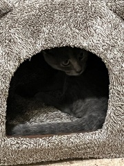 The Very Eventful Lives of the Excellent Cats