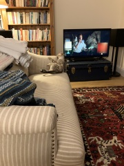 The Very Eventful Lives of the Excellent Cats
