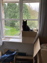 The Very Eventful Lives of the Excellent Cats